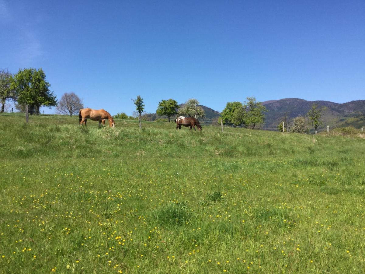 Gite Leonline Sur Les Hauteurs De Masevaux -Au Pied Des Vosges Bagian luar foto
