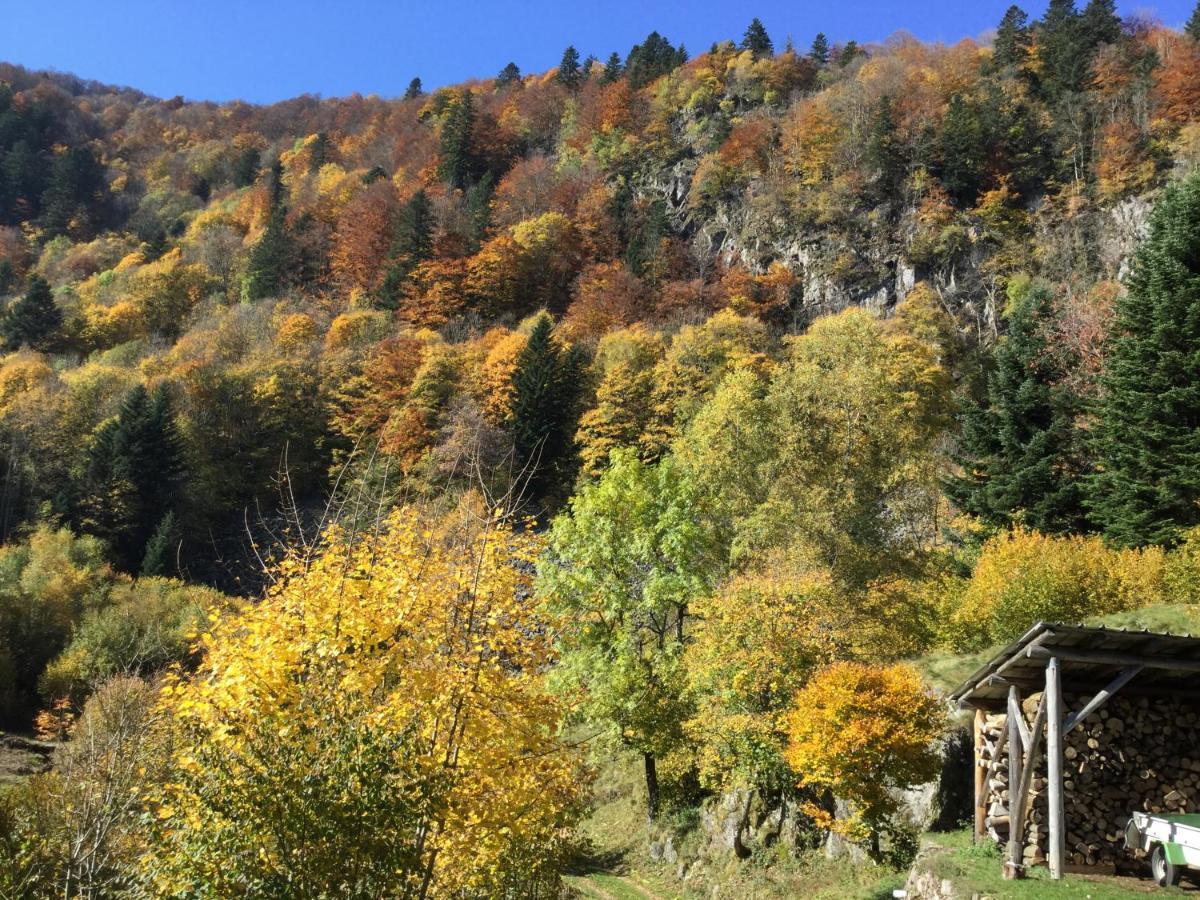 Gite Leonline Sur Les Hauteurs De Masevaux -Au Pied Des Vosges Bagian luar foto
